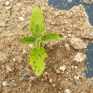 체리샴푸님의 참깨 · 병해충상담 작성글 사진