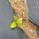 팜모닝 참깨·병해충상담 게시글 이미지