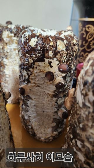 무현님의 자유주제 · 칭찬해요 작성글 사진