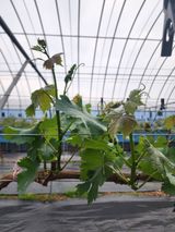 팜모닝 포도·자유게시판 게시글 이미지