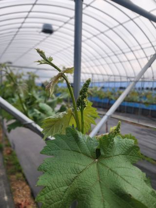 김영준님의 포도 · 자유게시판 작성글 사진