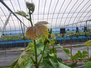 김영준님의 포도 · 자유게시판 작성글 사진