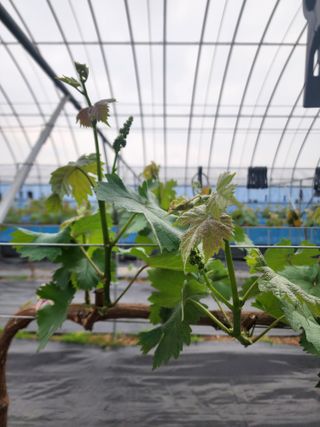 김영준님의 포도 · 자유게시판 작성글 사진