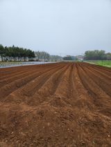 팜모닝 고구마·영농일지 게시글 이미지