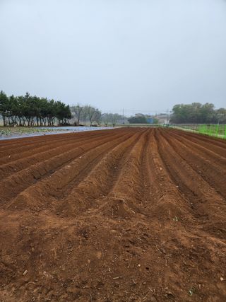 청송농장16987님의 고구마 · 영농일지 작성글 사진