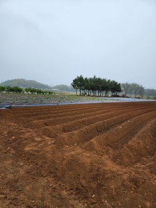 청송농장16987님의 고구마 · 영농일지 작성글 사진