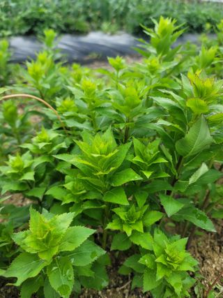 둥근마지기님의 자유주제 · 자유게시판 작성글 사진