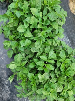 둥근마지기님의 자유주제 · 자유게시판 작성글 사진