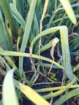 팜모닝 양파·병해충상담 게시글 이미지