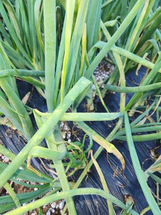 하동여태화님의 양파 · 병해충상담 작성글 사진