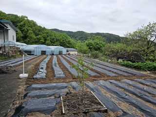 조완근님의 참깨 · 영농일지 작성글 사진