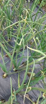 팜모닝 양파·병해충상담 게시글 이미지