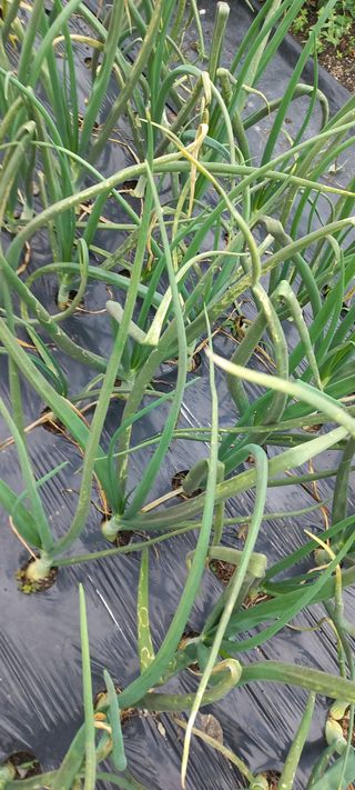 장도리님의 양파 · 병해충상담 작성글 사진