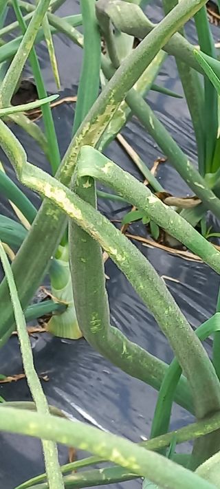 장도리님의 양파 · 병해충상담 작성글 사진