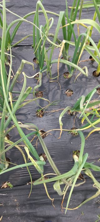 장도리님의 양파 · 병해충상담 작성글 사진