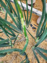 팜모닝 농사, 무엇이든 물어보세요!·참여글 게시글 이미지