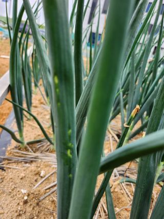 평택쌍둥이할매님의 농사, 무엇이든 물어보세요! · 참여글 작성글 사진