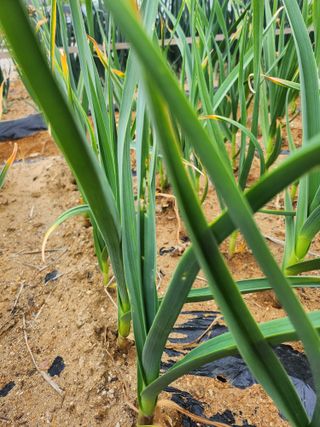 평택쌍둥이할매님의 농사, 무엇이든 물어보세요! · 참여글 작성글 사진