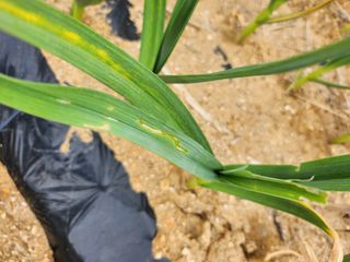 평택쌍둥이할매님의 농사, 무엇이든 물어보세요! · 참여글 작성글 사진