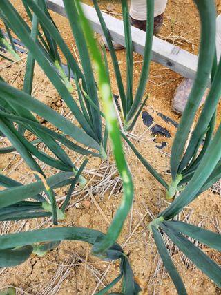 평택쌍둥이할매님의 양파 · 병해충상담 작성글 사진