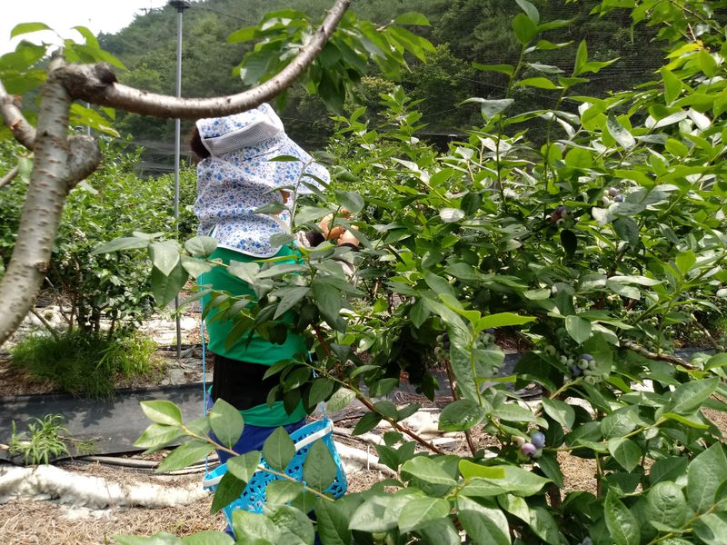 정창복님의 장터 판매 상품 [블루베리생과 1kg] 첨부 사진