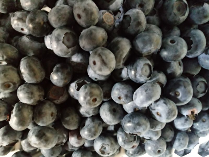 정창복님의 장터 판매 상품 [블루베리생과 1kg] 첨부 사진