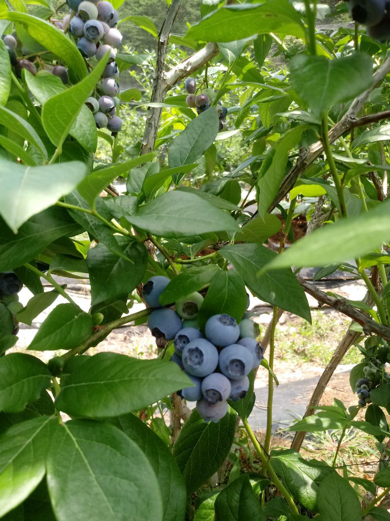 정창복님의 장터 판매 상품 [블루베리생과 1kg] 첨부 사진