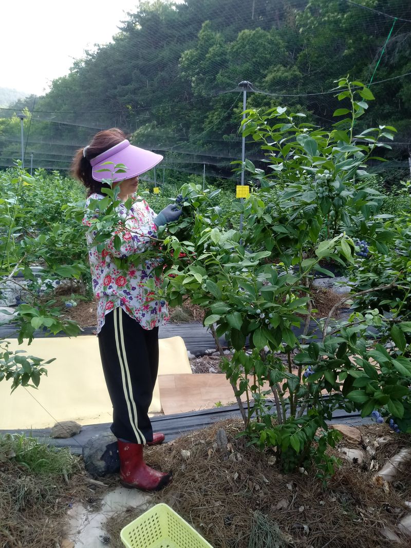 정창복님의 장터 판매 상품 [블루베리생과 1kg] 첨부 사진