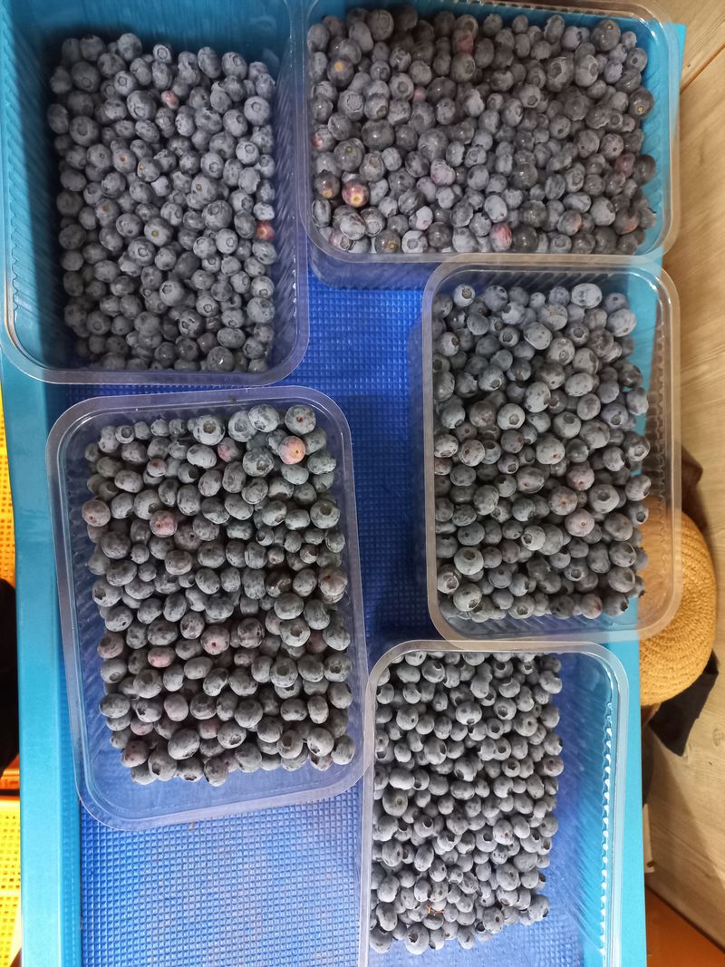 정창복님의 장터 판매 상품 [블루베리생과 1kg] 첨부 사진