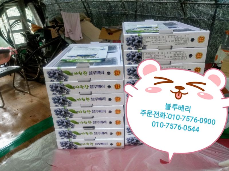 정창복님의 장터 판매 상품 [블루베리생과 1kg] 첨부 사진