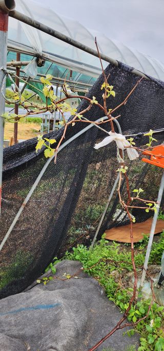 이희연님의 상추 · 영농일지 작성글 사진