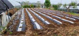 이희연님의 상추 · 영농일지 작성글 사진