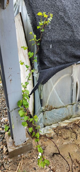 이희연님의 상추 · 영농일지 작성글 사진