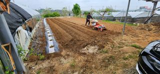 이희연님의 상추 · 영농일지 작성글 사진