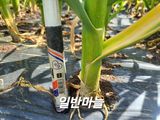 팜모닝 자유주제·자유게시판 게시글 이미지