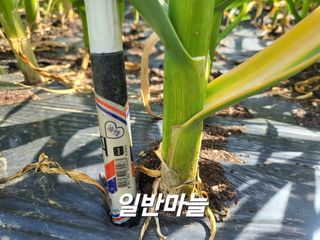 들꽃농장님의 자유주제 · 자유게시판 작성글 사진