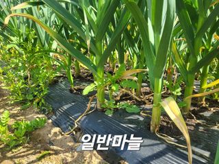 들꽃농장님의 자유주제 · 자유게시판 작성글 사진