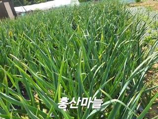 들꽃농장님의 자유주제 · 자유게시판 작성글 사진