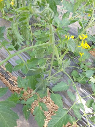 희성-채은☆채민이아빠님의 토마토 · 병해충상담 작성글 사진