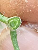 팜모닝 토마토·병해충상담 게시글 이미지