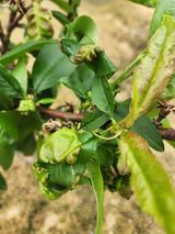 팜모닝 농사, 무엇이든 물어보세요!·참여글 게시글 이미지