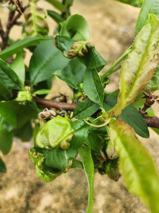 이은희님의 농사, 무엇이든 물어보세요! · 참여글 작성글 사진