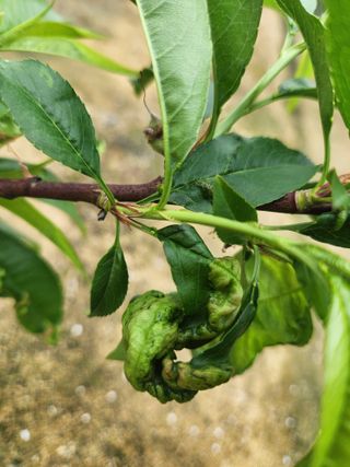 이은희님의 농사, 무엇이든 물어보세요! · 참여글 작성글 사진