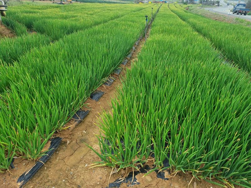 민들레님의 장터 판매 상품 [쪽파 종자 30kg. 판매완료] 첨부 사진