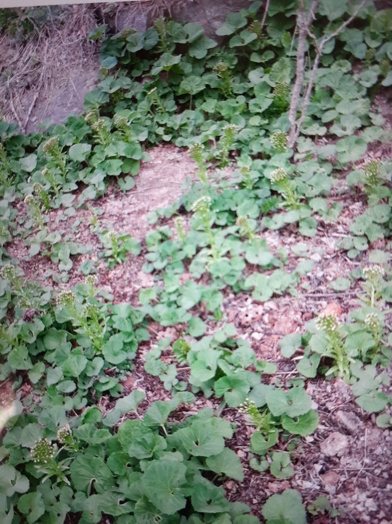 장터 상품 [머위] 썸네일