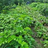 팜모닝 그곳에서 농사하게 된 계기는?·참여글 게시글 이미지