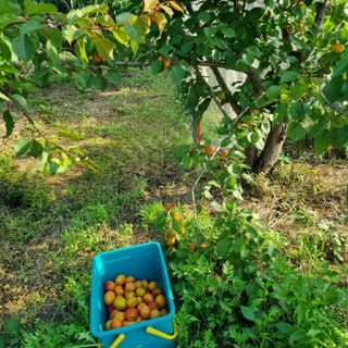 미르가람님의 그곳에서 농사하게 된 계기는? · 참여글 작성글 사진