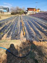 팜모닝 그곳에서 농사하게 된 계기는?·참여글 게시글 이미지