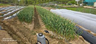 미우리님의 그곳에서 농사하게 된 계기는? · 참여글 작성글 사진