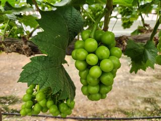 영금포도농원님의 그곳에서 농사하게 된 계기는? · 참여글 작성글 사진